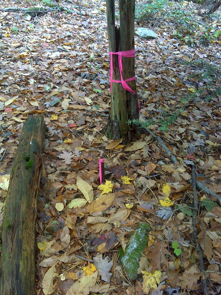 An iron pin with pink flagging marking a property line in the woods